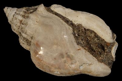 Rimella tjilonganensis †