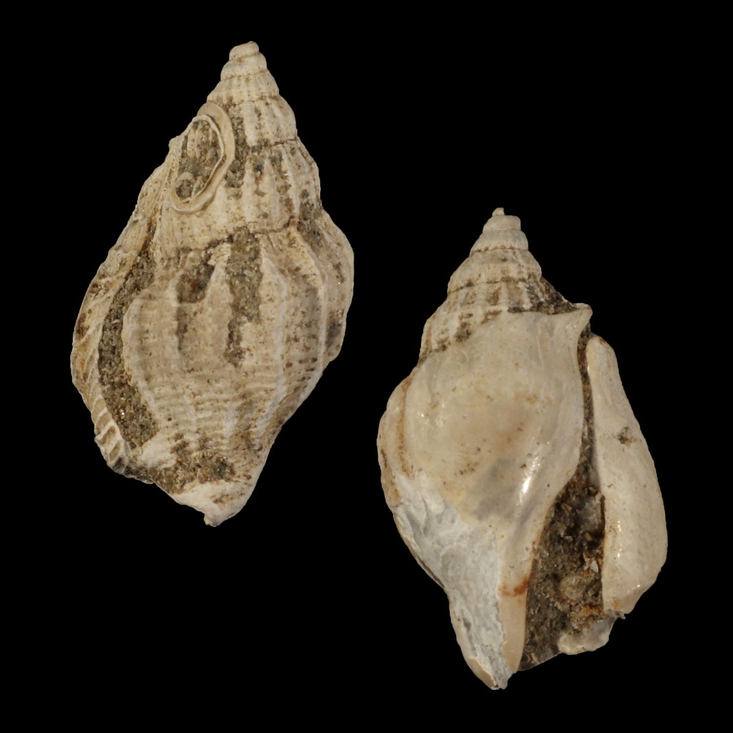 Rimella tjilonganensis †