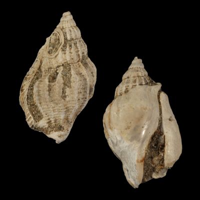 Rimella tjilonganensis †