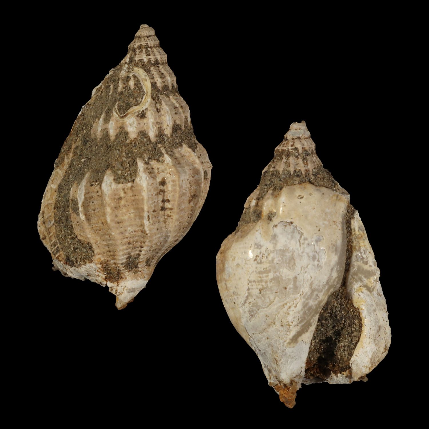 Rimella tjilonganensis †