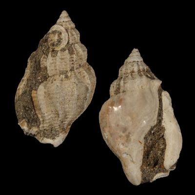 Rimella tjilonganensis †