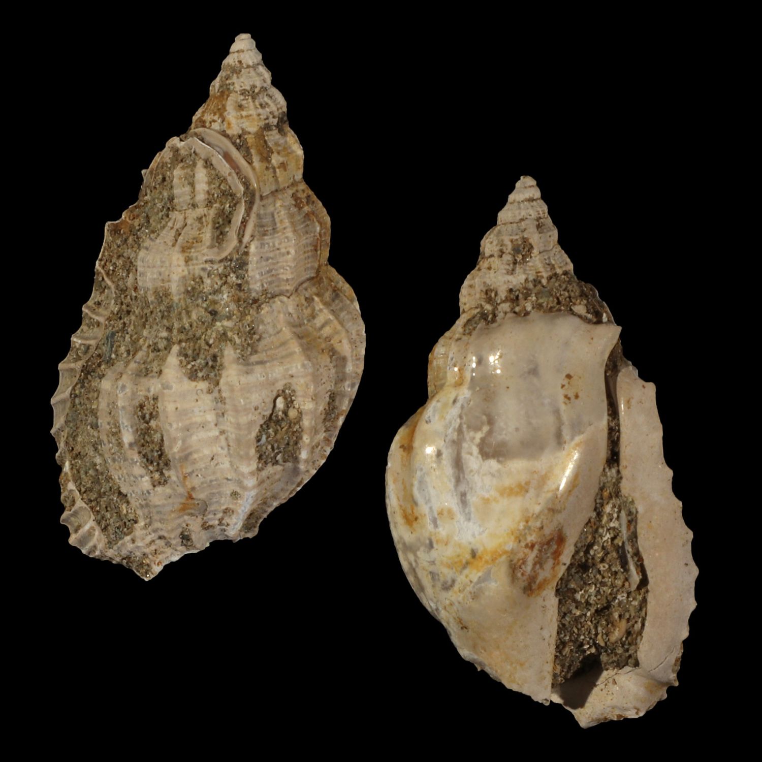 Rimella tjilonganensis †