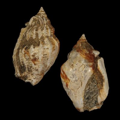 Rimella tjilonganensis †