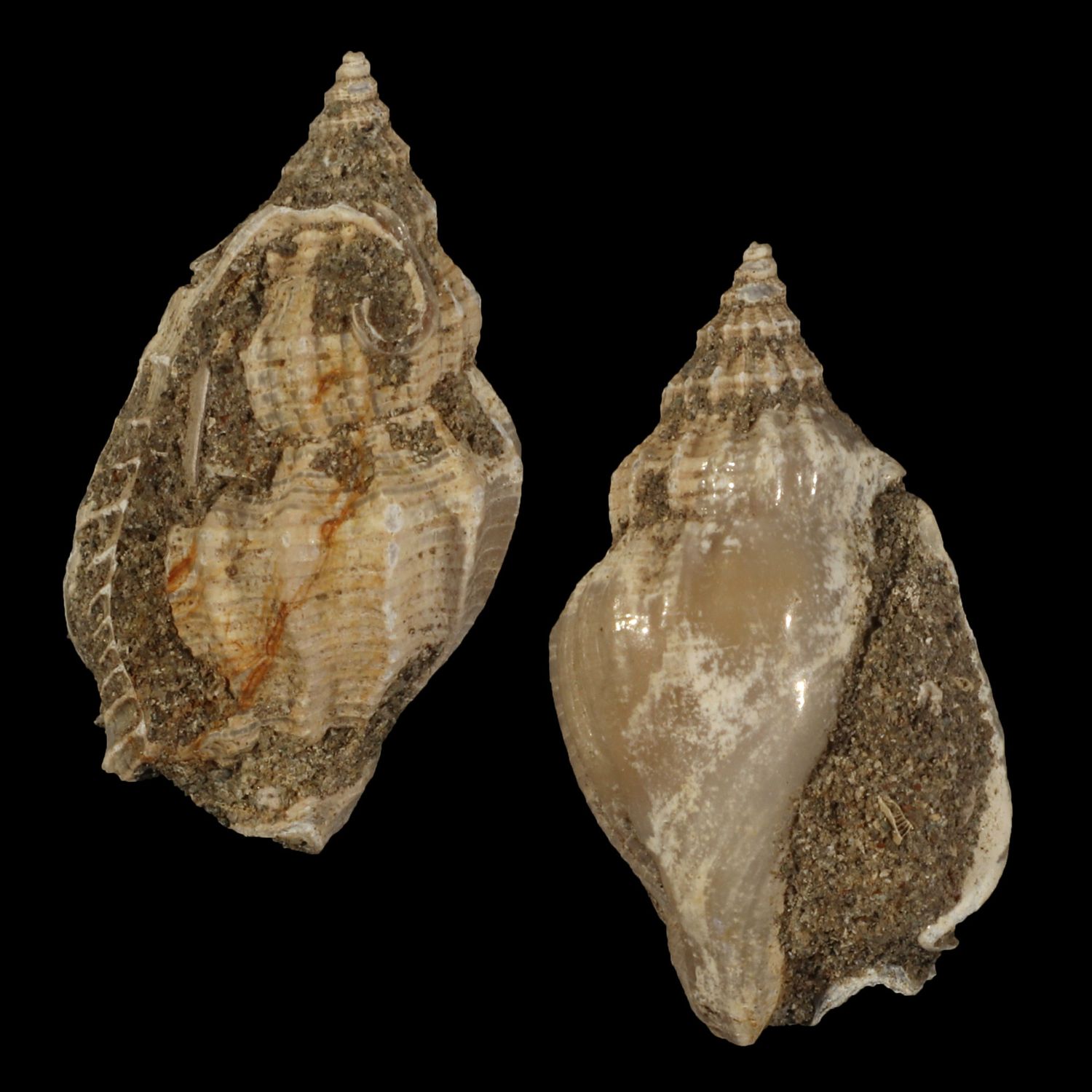 Rimella tjilonganensis †