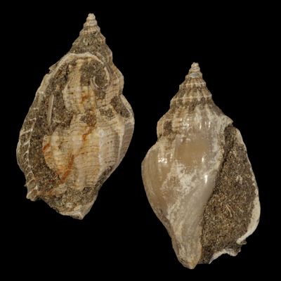 Rimella tjilonganensis †