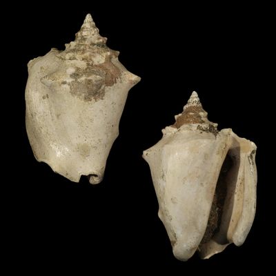 Javastrombus praegracilis †