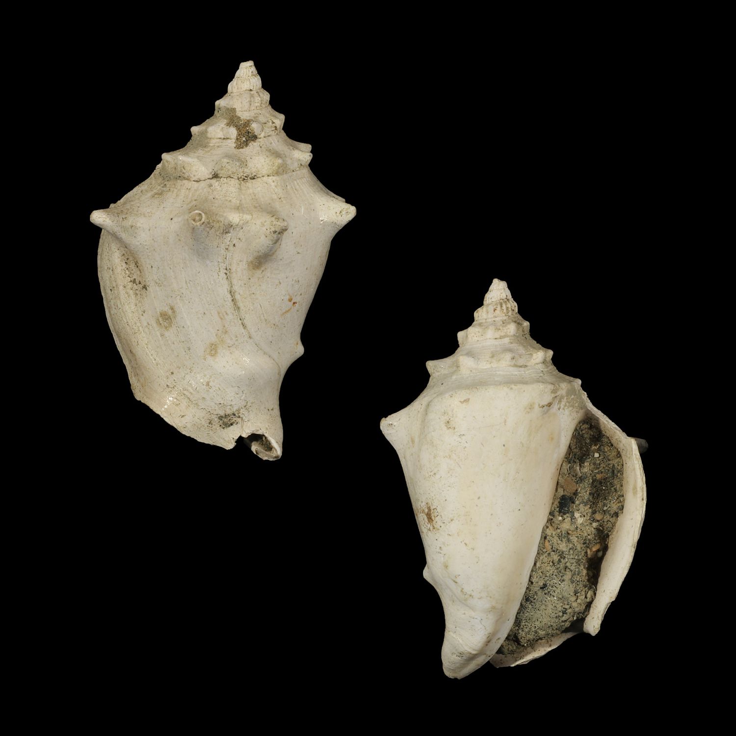 Javastrombus praegracilis †