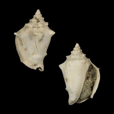 Javastrombus praegracilis †