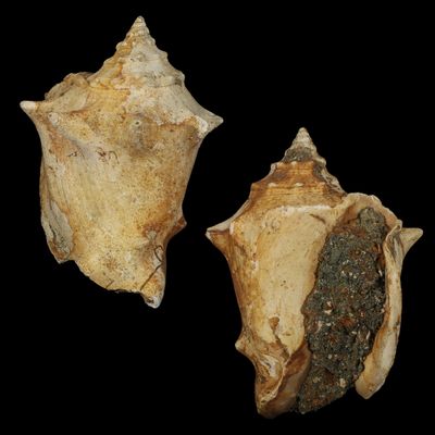 Javastrombus praegracilis †