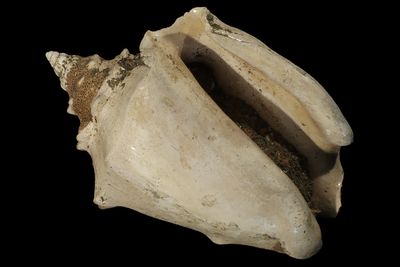 Javastrombus praegracilis †