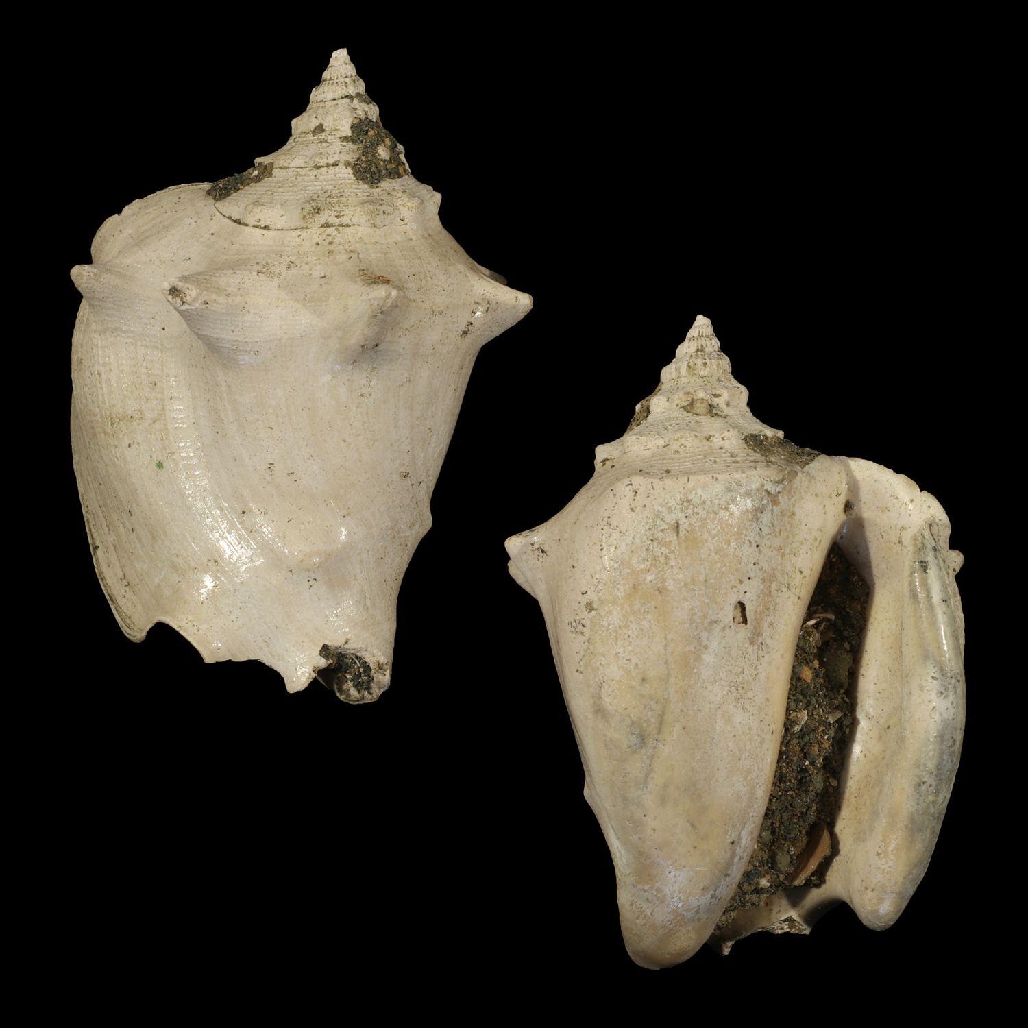 Javastrombus praegracilis †