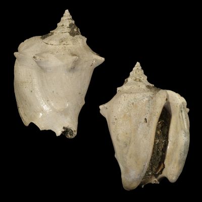 Javastrombus praegracilis †