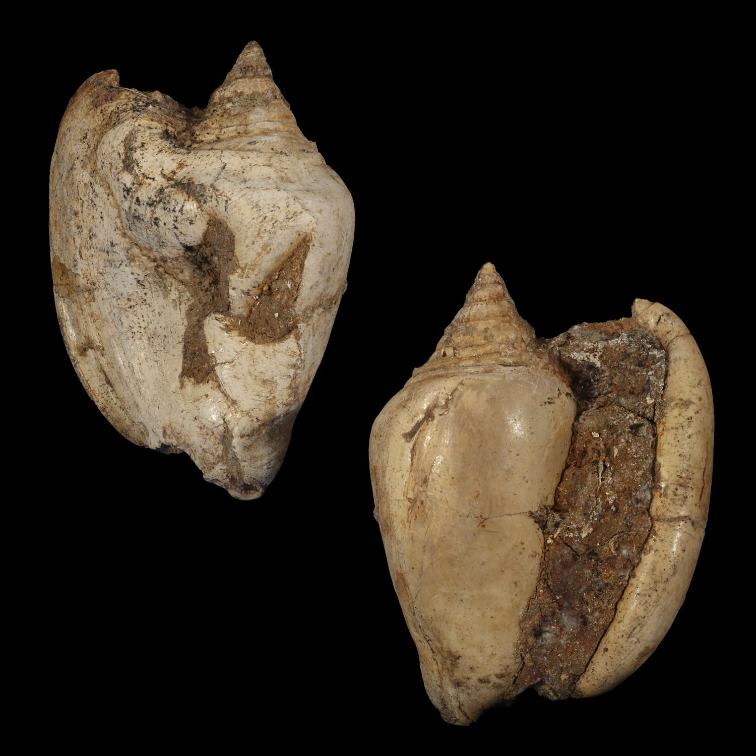 Tricornis tuberosus †