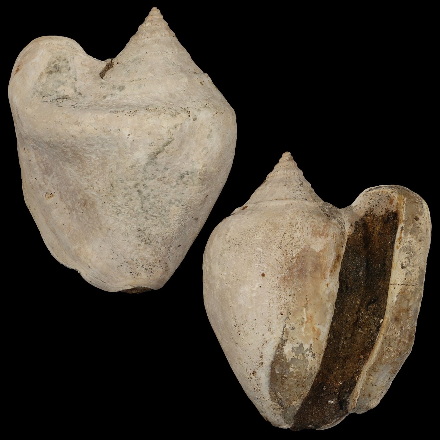 Tricornis tuberosus †