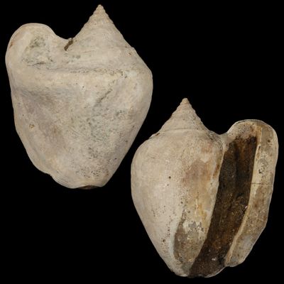 Tricornis tuberosus †