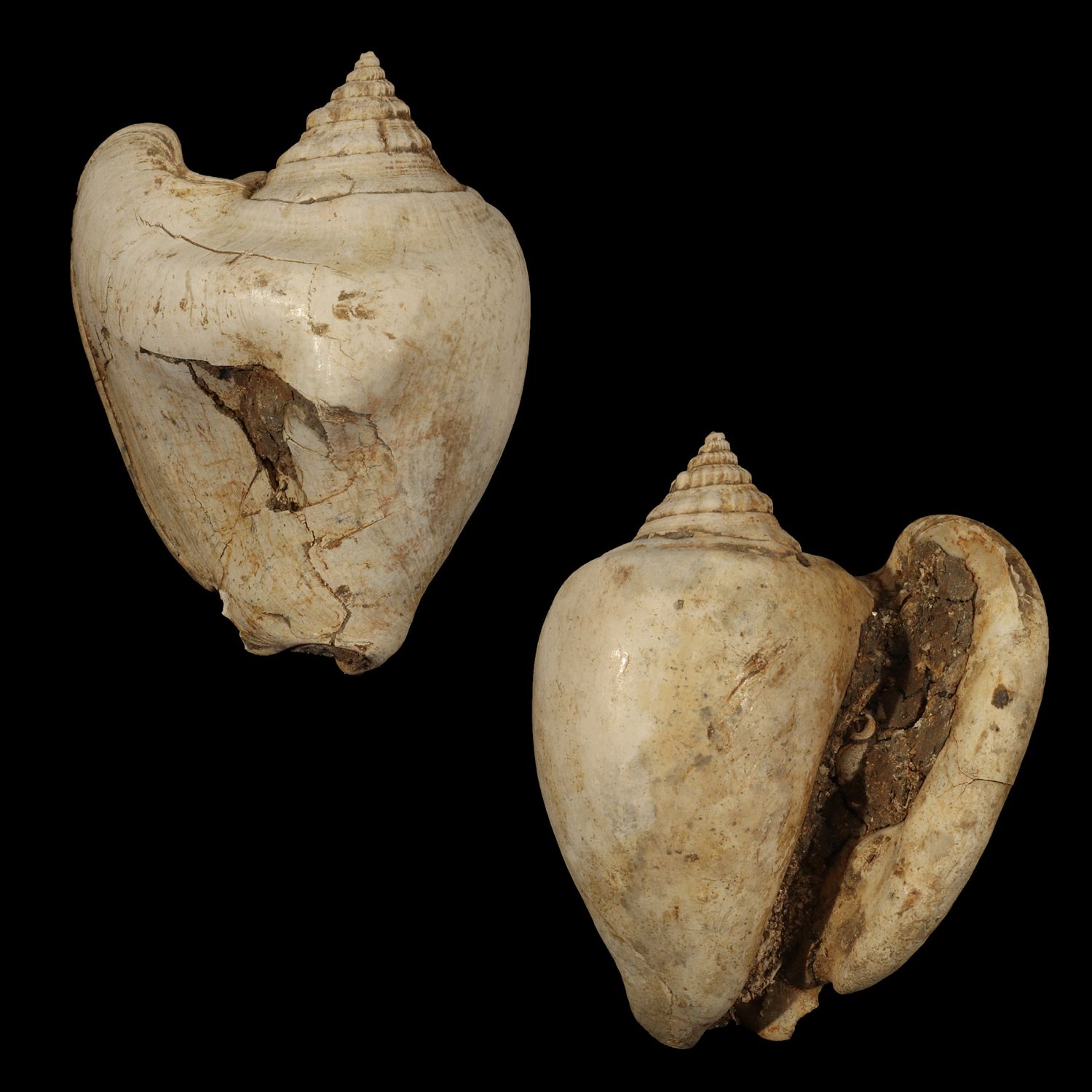 Tricornis tuberosus †