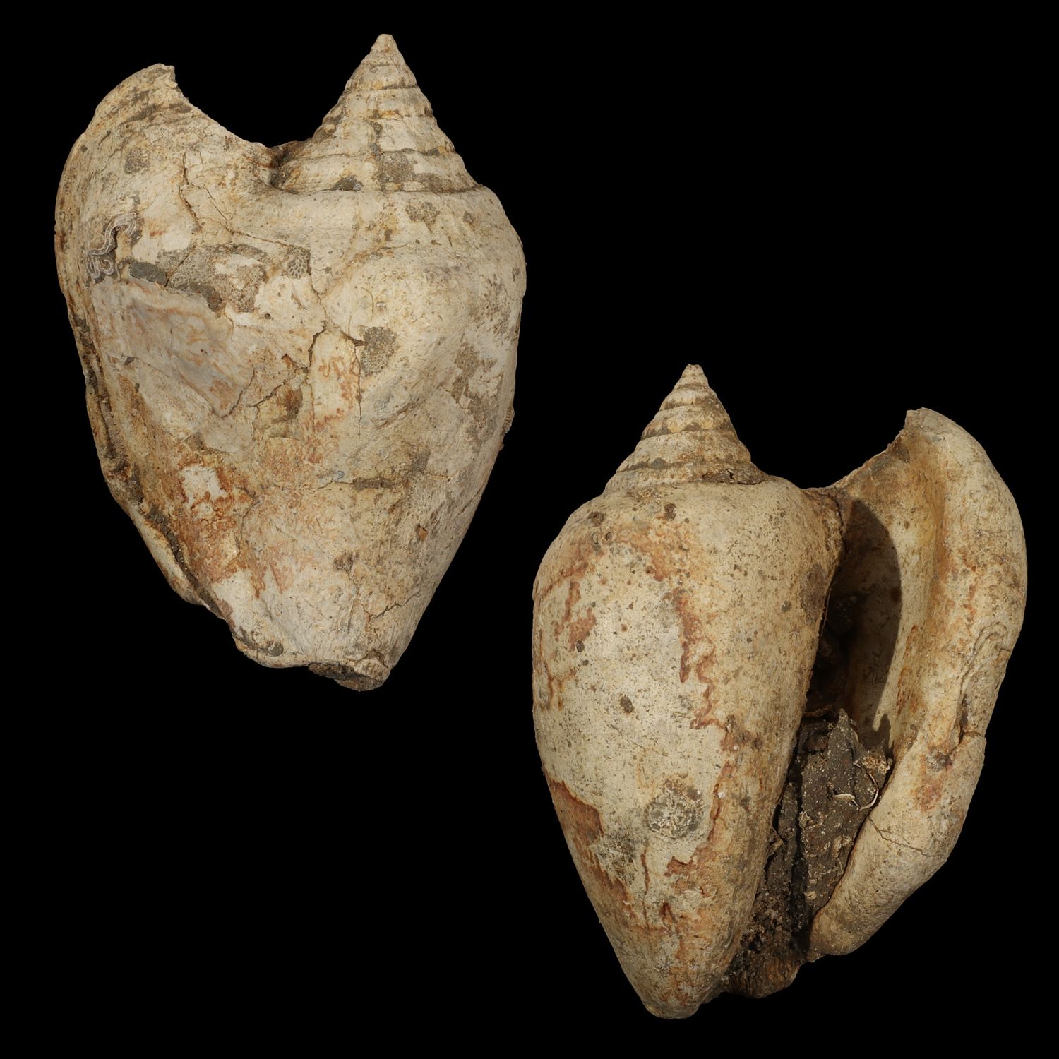 Tricornis tuberosus †