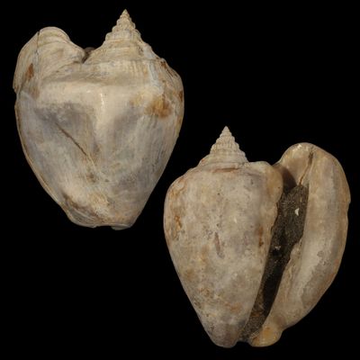 Tricornis tuberosus †