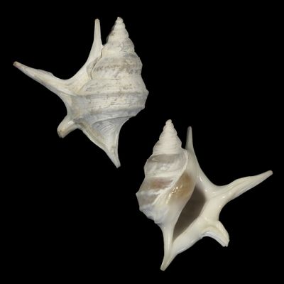 Aporrhais pesgallinae