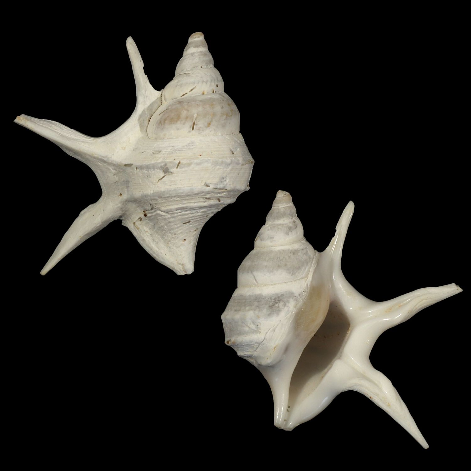 Aporrhais pesgallinae