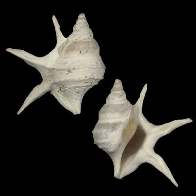 Aporrhais pesgallinae