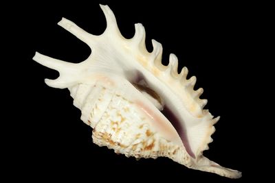 Ophioglossolambis violacea