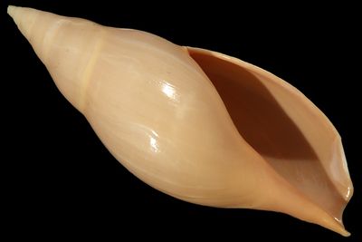 Provocator mirabilis