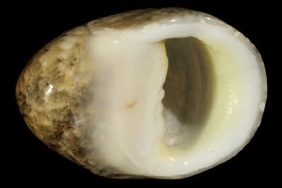 Neritidae