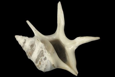 Aporrhaidae