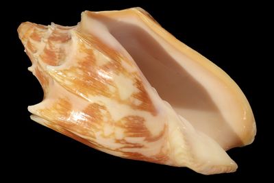 Cymbiola vespertilio