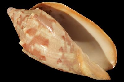 Cymbiola aulica