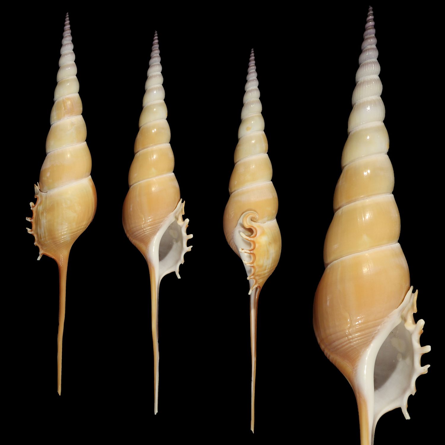 Tibia fusus