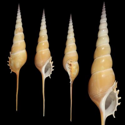 Tibia fusus