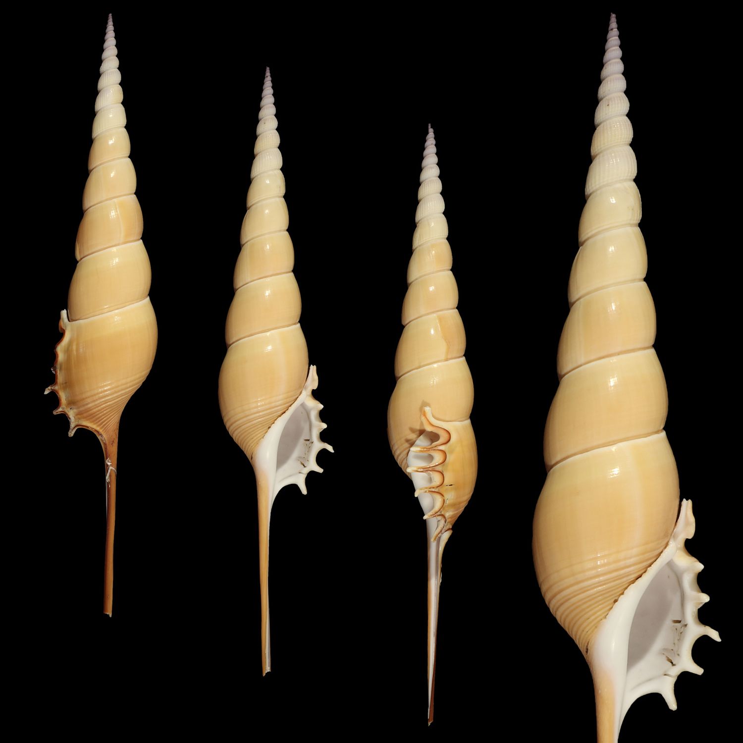 Tibia fusus