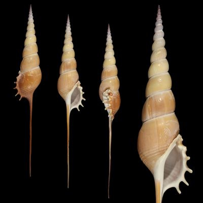 Tibia fusus