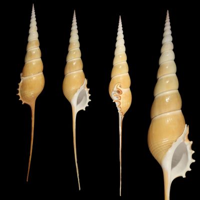 Tibia fusus