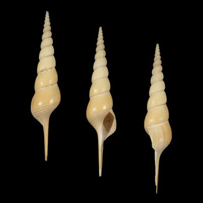 Tibia fusus