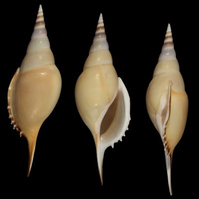 Tenuitibia martinii