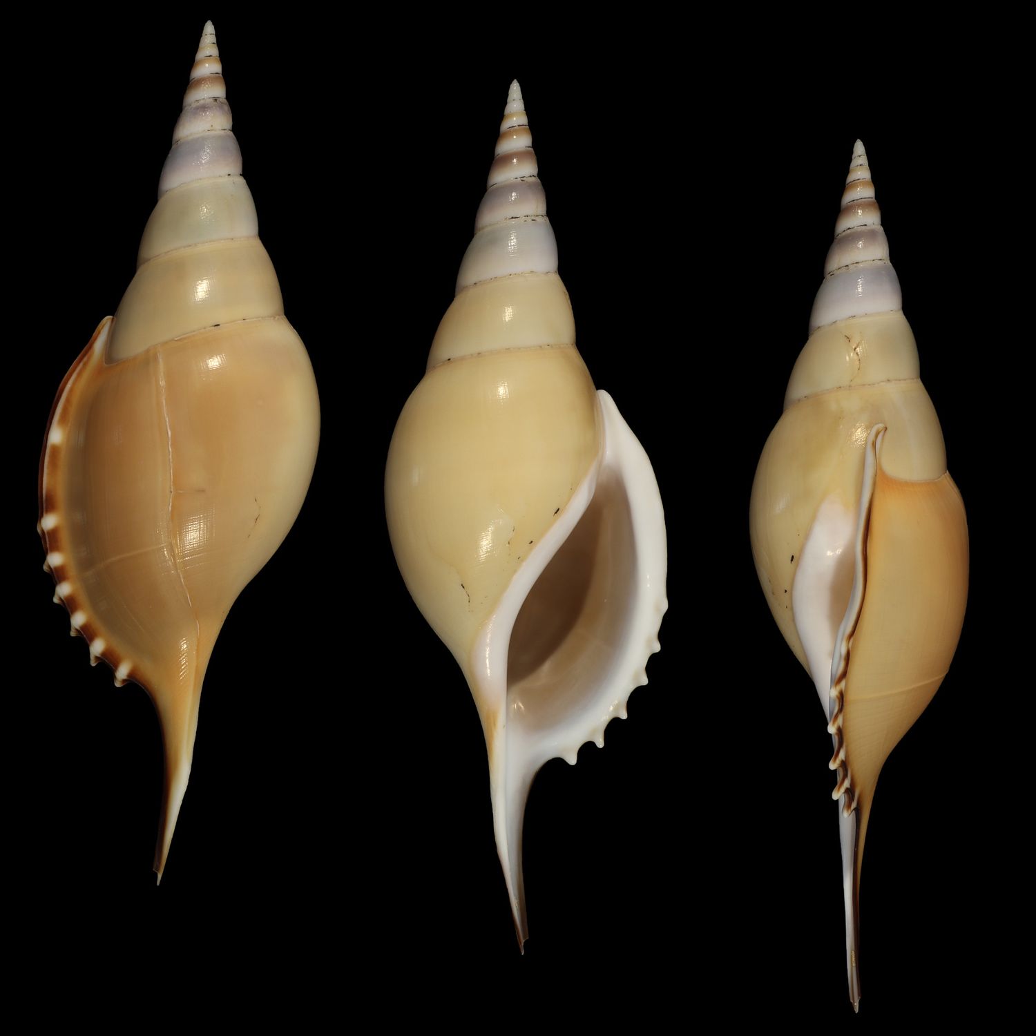 Tenuitibia martinii