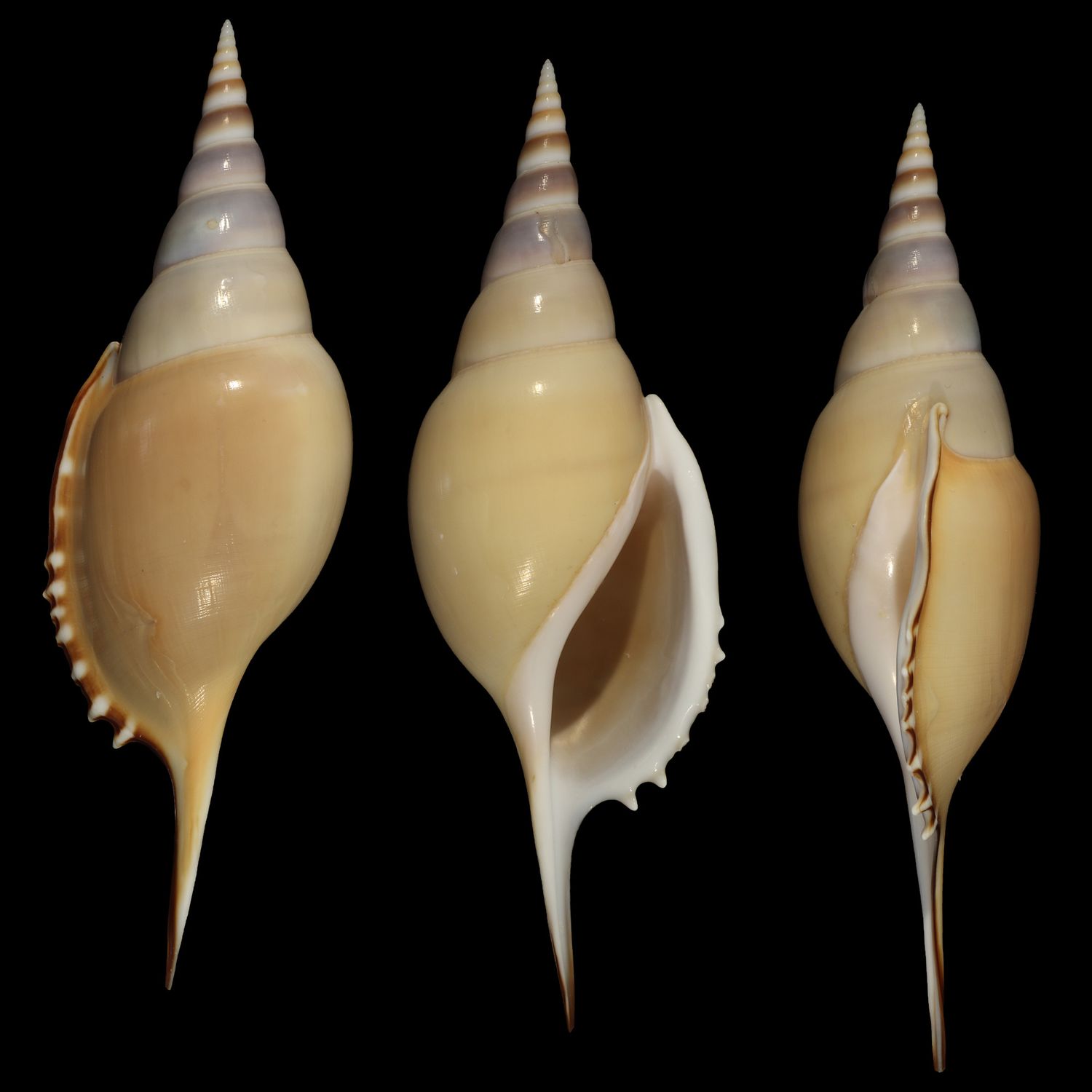 Tenuitibia martinii