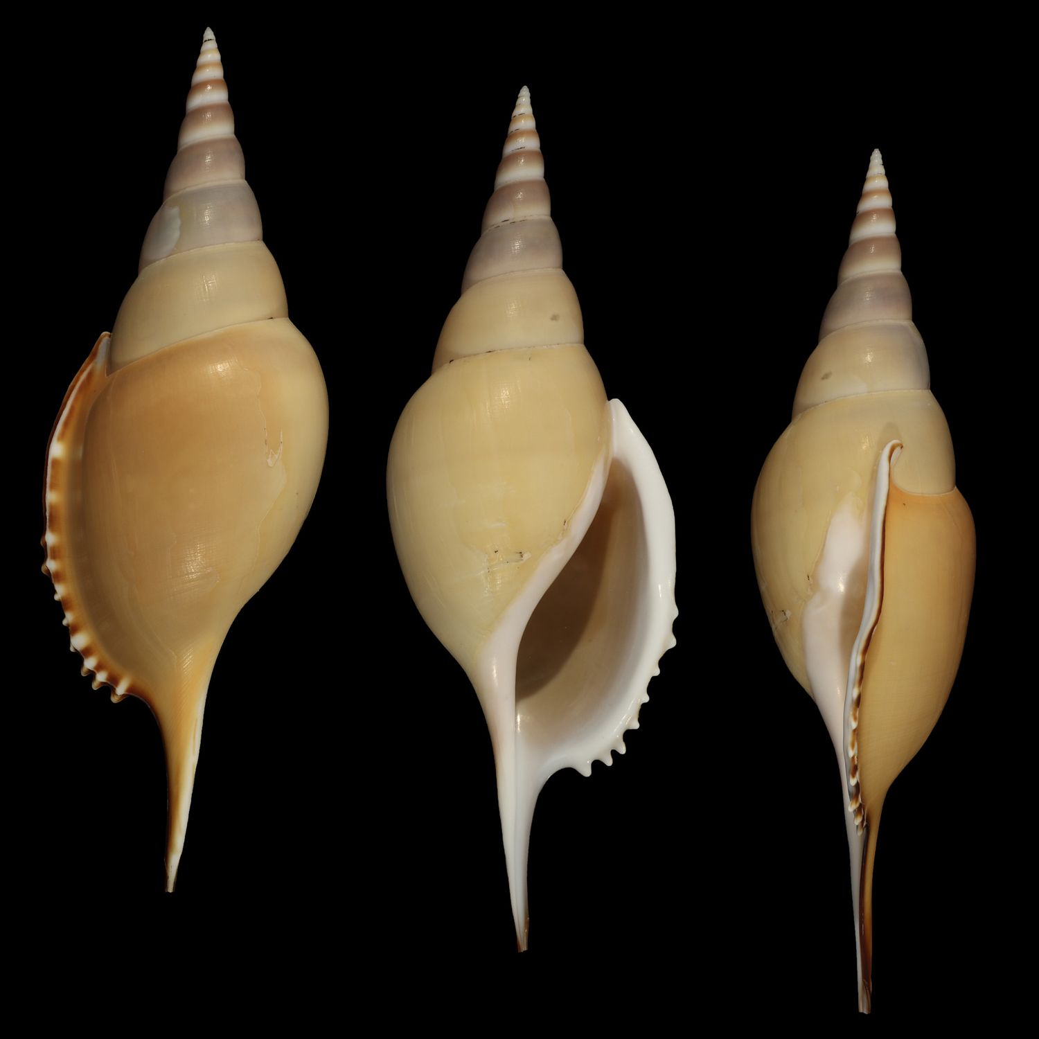Tenuitibia martinii