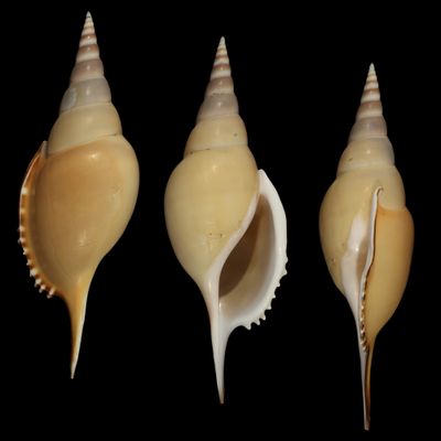 Tenuitibia martinii