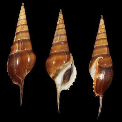 Tibia curta