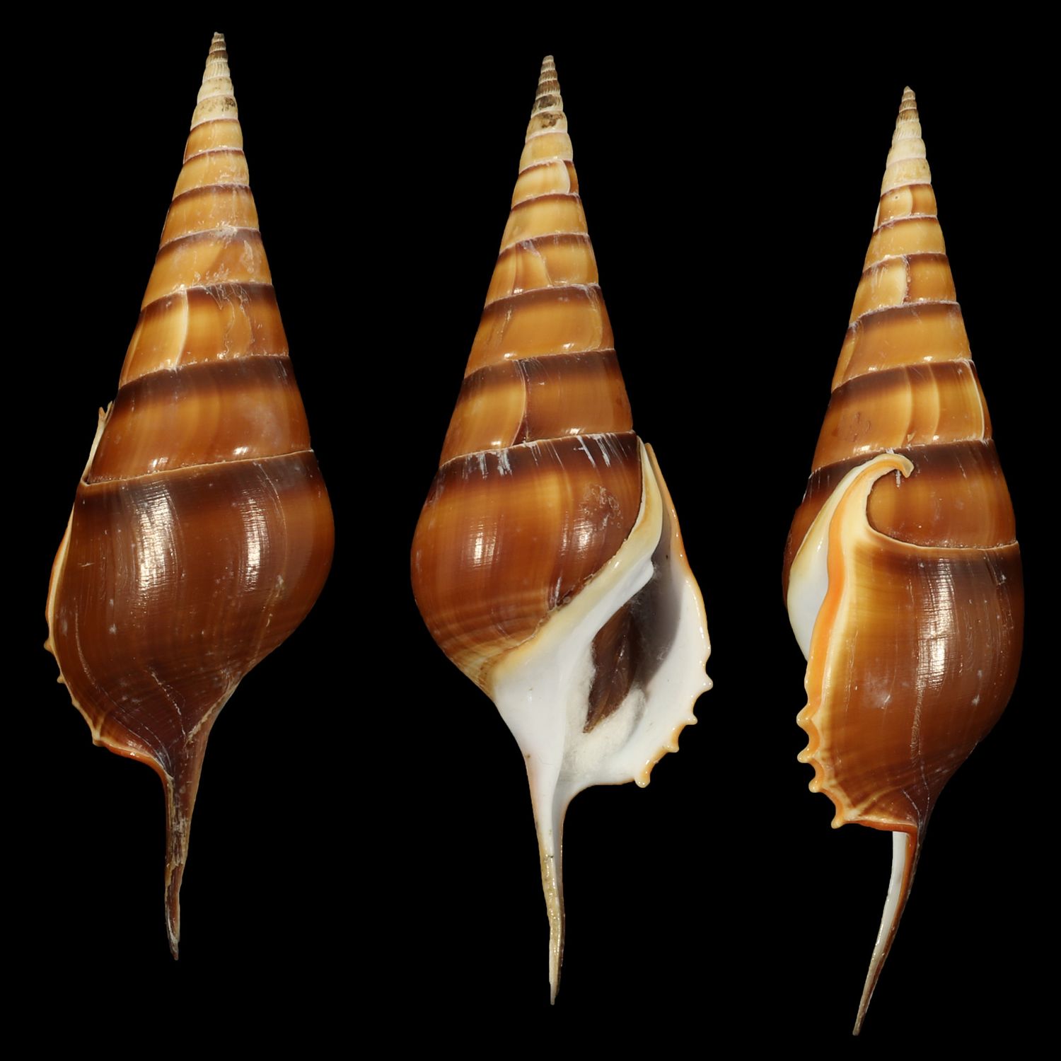 Tibia curta