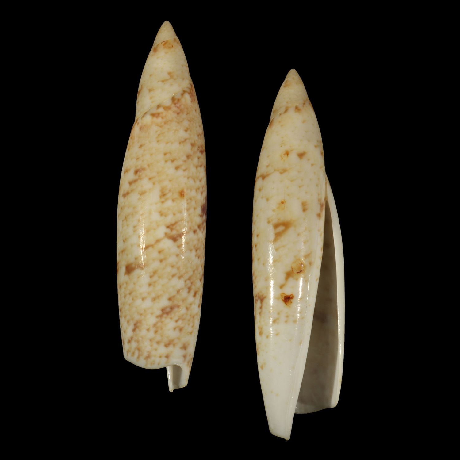 Terebellum terebellum