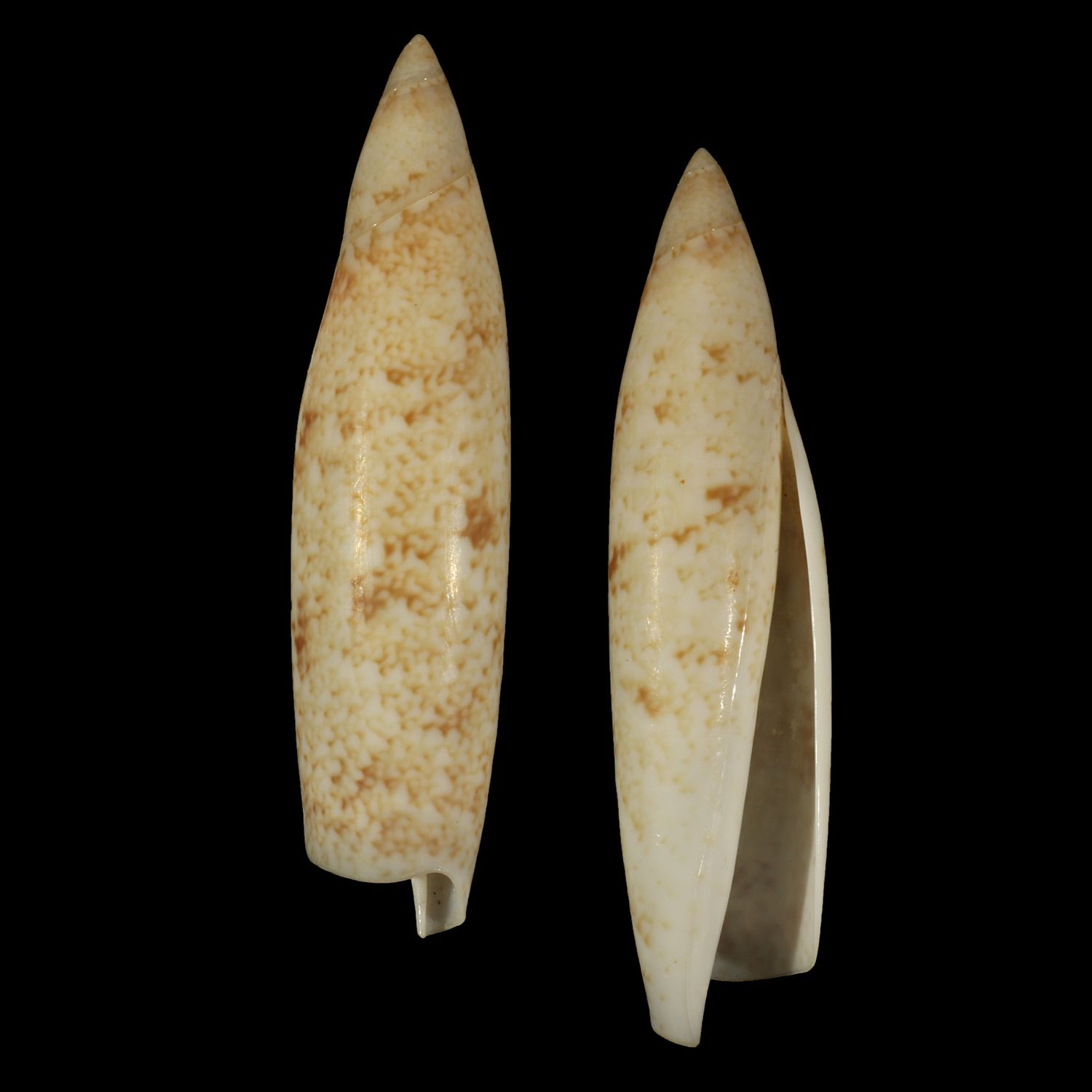 Terebellum terebellum