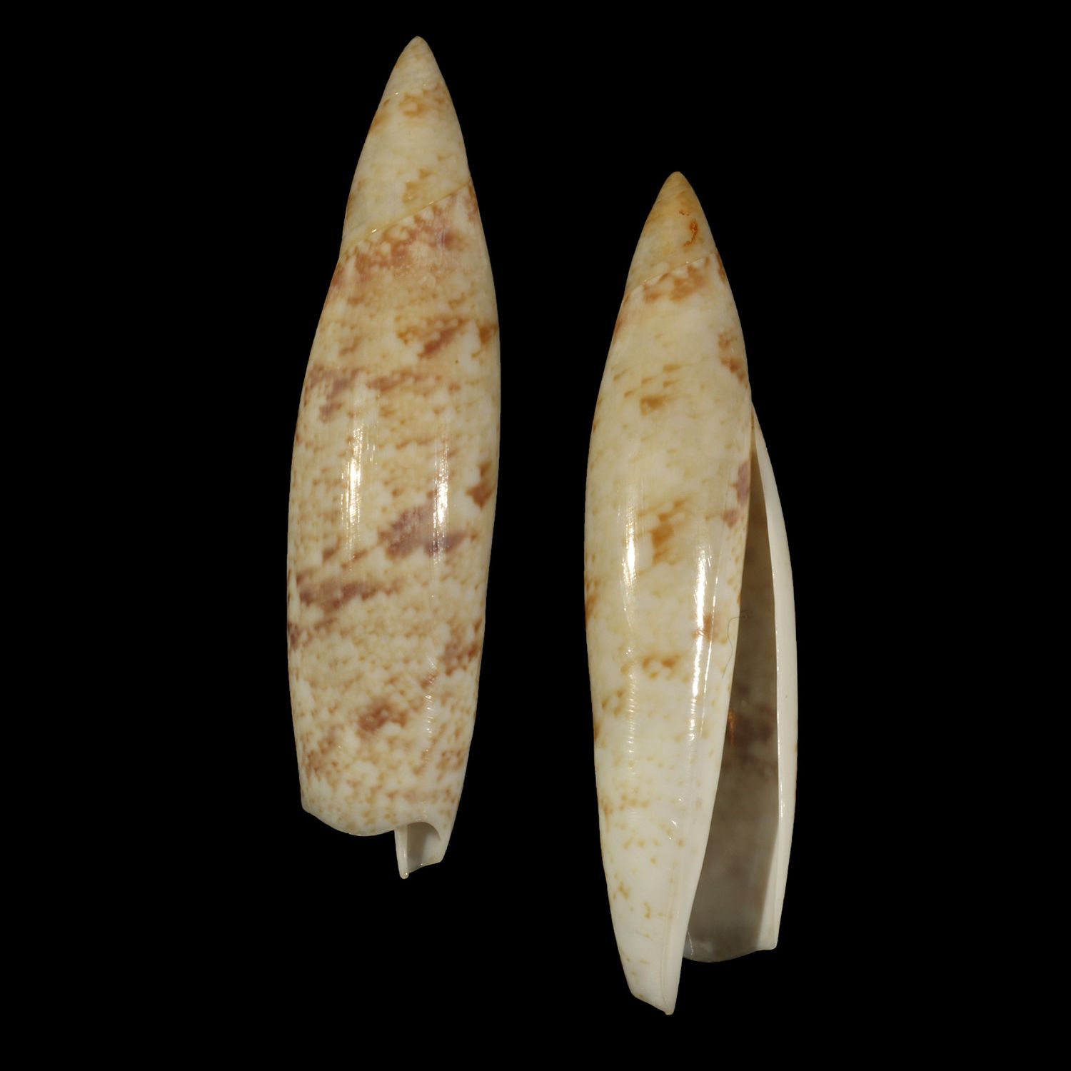 Terebellum terebellum