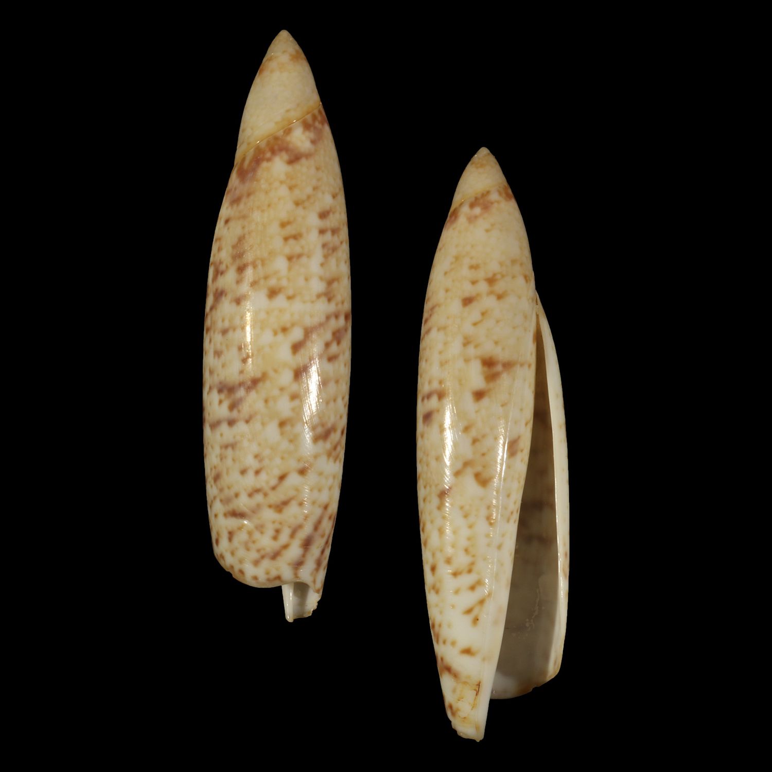 Terebellum terebellum