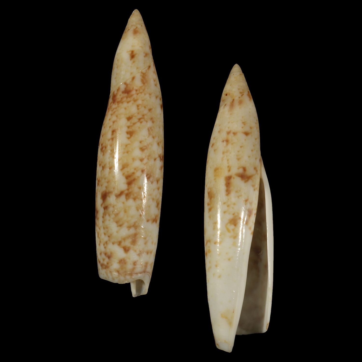 Terebellum terebellum