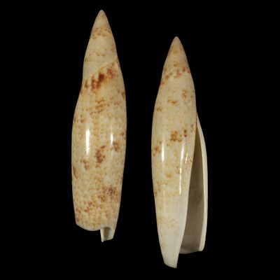 Terebellum terebellum